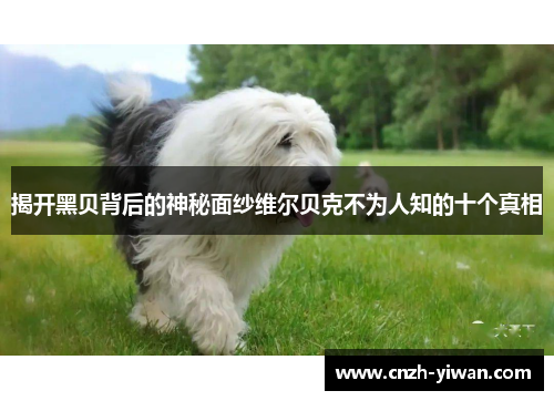 揭开黑贝背后的神秘面纱维尔贝克不为人知的十个真相 揭开黑贝背后的神秘面纱维尔贝克不为人知的十个真相